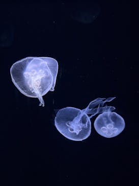 サンシャイン水族館に投稿された画像（2025/4/29）