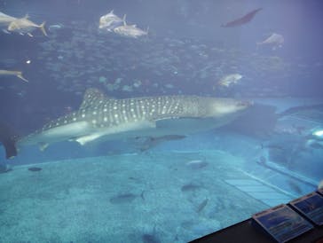 沖縄美ら海水族館に投稿された画像（2025/4/29）