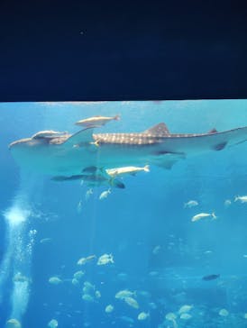 沖縄美ら海水族館に投稿された画像（2025/4/29）