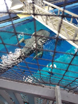沖縄美ら海水族館に投稿された画像（2025/4/29）