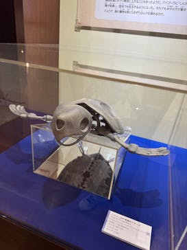 福井県立恐竜博物館に投稿された画像（2025/4/29）