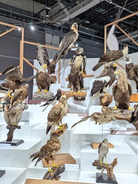 特別展「鳥～ゲノム解析が解き明かす新しい鳥類の系統～」に投稿された画像（2025/4/29）