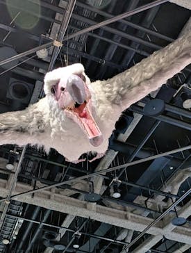 特別展「鳥～ゲノム解析が解き明かす新しい鳥類の系統～」に投稿された画像（2025/4/29）