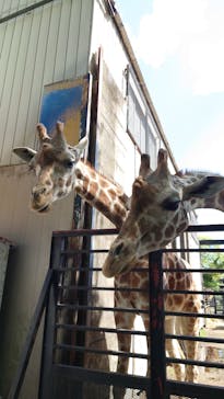 宇都宮動物園に投稿された画像（2025/4/29）