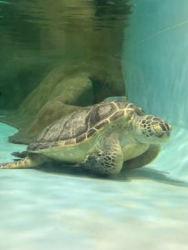 マリンワールド海の中道に投稿された画像（2025/4/29）