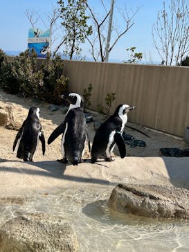 マリンワールド海の中道に投稿された画像（2025/4/29）