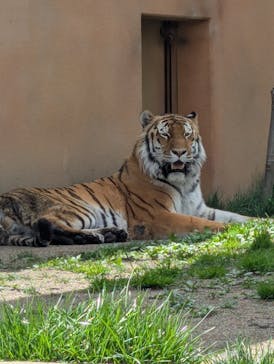 那須どうぶつ王国に投稿された画像（2025/4/29）