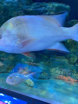 しながわ水族館に投稿された画像（2025/4/29）