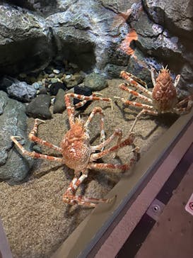 しながわ水族館に投稿された画像（2025/4/29）