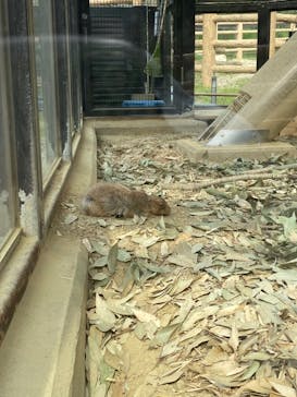 名古屋市東山動植物園に投稿された画像（2025/4/29）