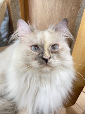 Cat Café MOFF イオンモールナゴヤドーム前店に投稿された画像（2025/4/29）