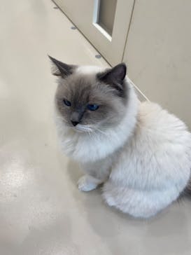 Cat Café MOFF イオンモールナゴヤドーム前店に投稿された画像（2025/4/29）