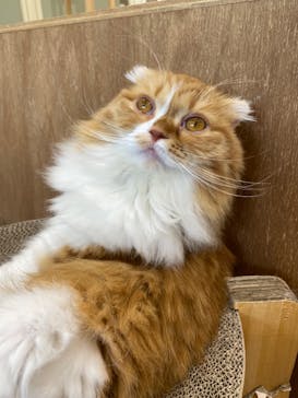 Cat Café MOFF イオンモールナゴヤドーム前店に投稿された画像（2025/4/29）