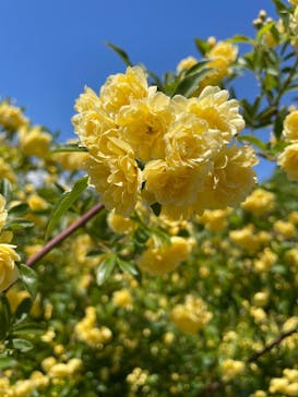 ぎふワールド・ローズガーデンに投稿された画像（2025/4/29）