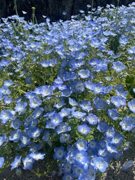 ぎふワールド・ローズガーデンに投稿された画像（2025/4/29）