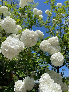 ぎふワールド・ローズガーデンに投稿された画像（2025/4/29）