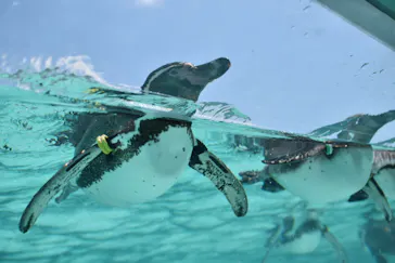 葛西臨海水族園に投稿された画像（2025/4/29）