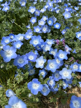 こうべアグリパークネモフィラの丘2025に投稿された画像（2025/4/29）