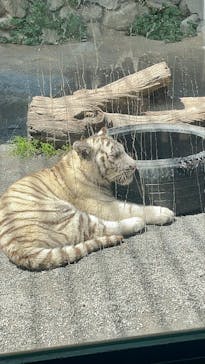 東武動物公園に投稿された画像（2025/4/29）