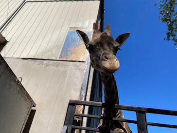 宇都宮動物園に投稿された画像（2025/4/29）