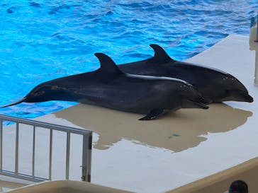 マリンワールド海の中道に投稿された画像（2025/4/29）