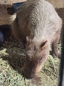 マクセル アクアパーク品川に投稿された画像（2025/4/29）