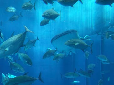 沖縄美ら海水族館に投稿された画像（2025/4/29）