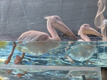 サンシャイン水族館に投稿された画像（2025/4/29）