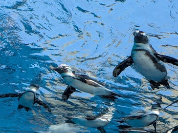 サンシャイン水族館に投稿された画像（2025/4/29）
