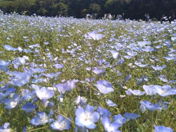 万博記念公園に投稿された画像（2025/4/29）