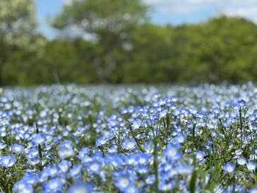 こうべアグリパークネモフィラの丘2025に投稿された画像（2025/4/29）