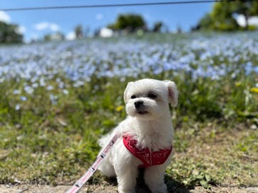 こうべアグリパークネモフィラの丘2025に投稿された画像（2025/4/29）