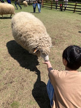 まかいの牧場に投稿された画像（2025/4/29）