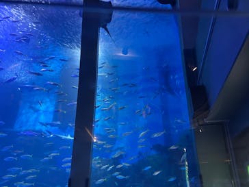 横浜・八景島シーパラダイスに投稿された画像（2025/4/29）