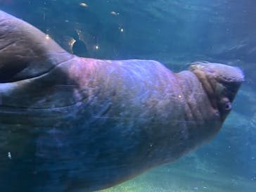 横浜・八景島シーパラダイスに投稿された画像（2025/4/29）