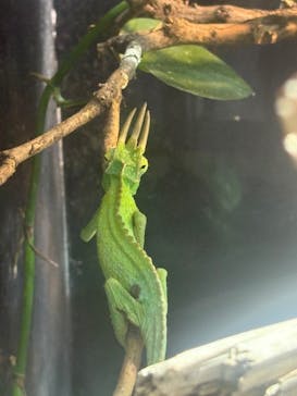 カワスイ 川崎⽔族館に投稿された画像（2025/4/29）