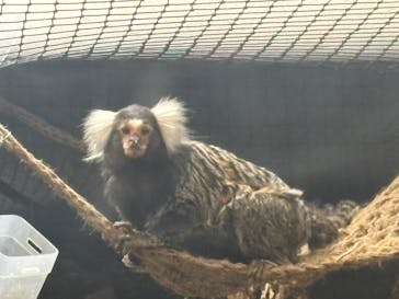 カワスイ 川崎⽔族館に投稿された画像（2025/4/29）