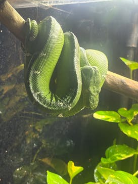 カワスイ 川崎⽔族館に投稿された画像（2025/4/29）