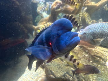 カワスイ 川崎⽔族館に投稿された画像（2025/4/29）