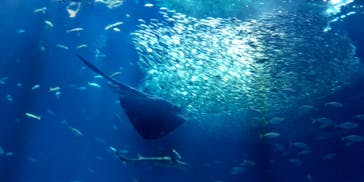 アクアワールド茨城県大洗水族館に投稿された画像（2025/4/29）
