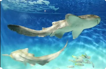 アクアワールド茨城県大洗水族館に投稿された画像（2025/4/29）