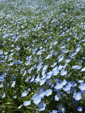 こうべアグリパークネモフィラの丘2025に投稿された画像（2025/4/29）