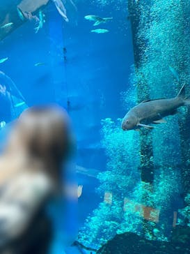 滋賀県立琵琶湖博物館に投稿された画像（2025/4/29）