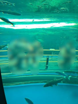 滋賀県立琵琶湖博物館に投稿された画像（2025/4/29）