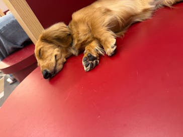 いぬカフェRio ゆめタウン佐賀店に投稿された画像（2025/4/30）