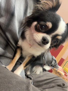 いぬカフェRio ゆめタウン佐賀店に投稿された画像（2025/4/30）