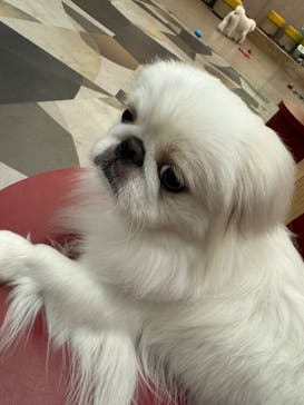 いぬカフェRio ゆめタウン佐賀店に投稿された画像（2025/4/30）