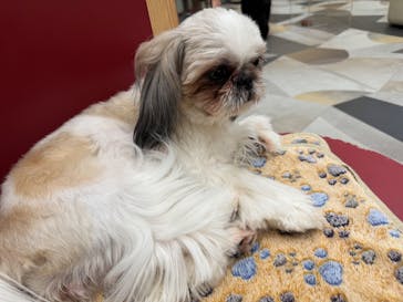 いぬカフェRio ゆめタウン佐賀店に投稿された画像（2025/4/30）