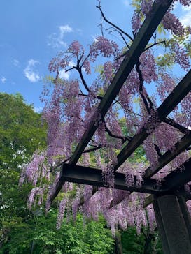 井の頭自然文化園に投稿された画像（2025/4/30）