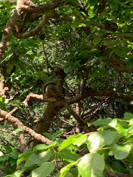 井の頭自然文化園に投稿された画像（2025/4/30）